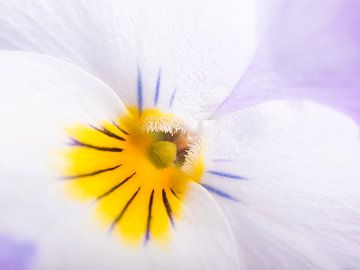 Lente! Het hart van een pastel kleurig viooltje (paars met wit) van Marjolijn van den Berg