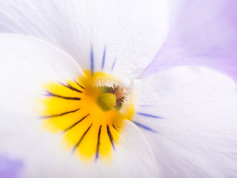 Lente! Het hart van een pastel kleurig viooltje (paars met wit) van Marjolijn van den Berg