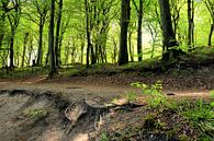 schöner Waldweg von Ostsee Bilder Miniaturansicht
