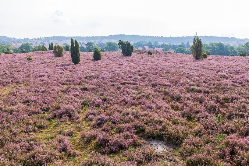 Heide landschap, Heiede bloesem, Niederhaverbeck, Lüneburger Heide, Duitsland van Torsten Krüger