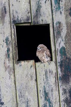 Steenuil (Athene noctua) van Ronald Pol