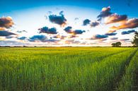 Saint Laurens meadow 2 by Andy Troy thumbnail