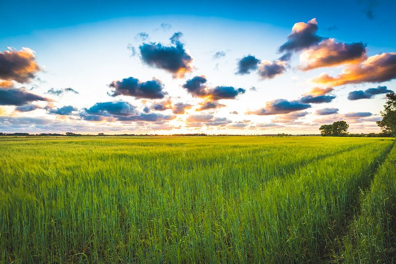 Saint Laurens meadow 2 by Andy Troy