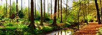 Forêt d'automne