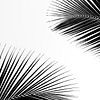 Feuilles de palmier abstraites II sur Photolovers reisfotografie