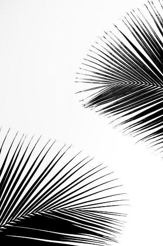 Abstracte palmbladeren II