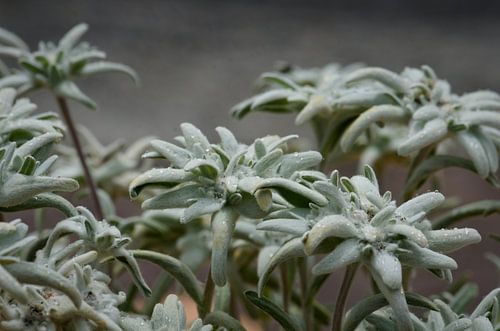 Edelweiss in de alpen botanical.