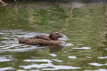 duck