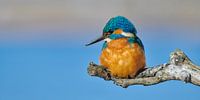 Le martin-pêcheur - profiter du soleil d'hiver par Martins-pêcheurs - Corné van Oosterhout Aperçu