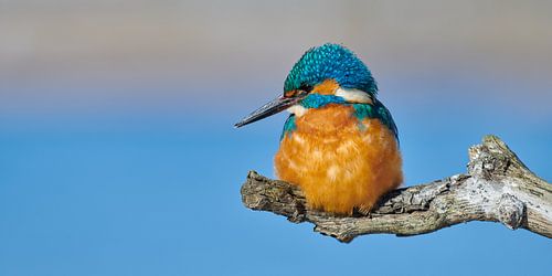 IJsvogel - genieten van de winterzon