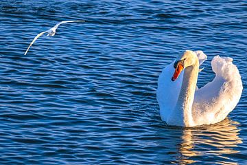 Light waves and feather shine by Photoart-Naegele