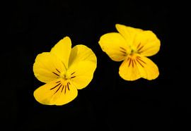 Vibrant appearance by Tije Mählmann