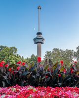 Euromast with foreground of flowers