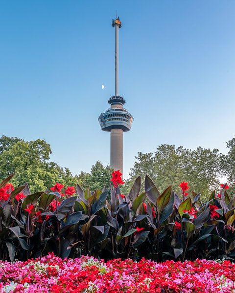 Euromast mit Vordergrund der Blumen von Annette Roijaards