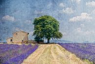 Lavendel in de Provence van Joachim G. Pinkawa thumbnail