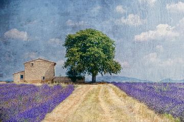 Lavendel in de Provence van Joachim G. Pinkawa