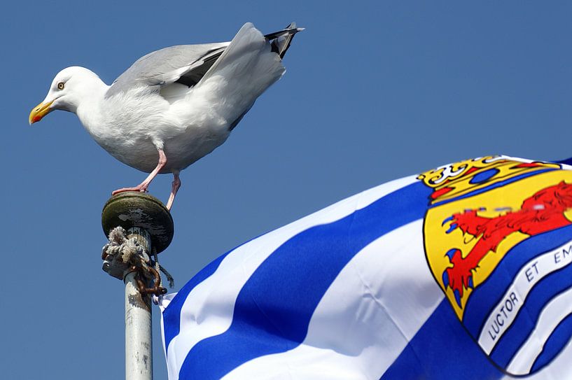 Zeemeeuw op Zeeuwse vlag par Alice Berkien-van Mil