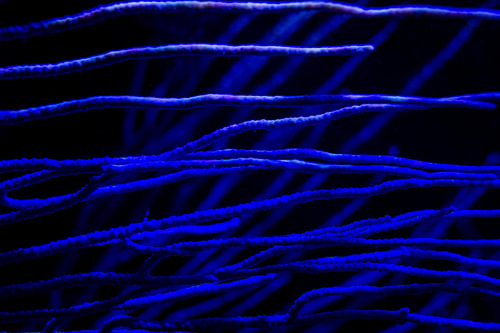 Blauwe draden