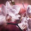 Wit roze orchideën tegen een roze achtergrond van Mike Attinger
