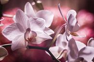 Wit roze orchideën tegen een roze achtergrond von Mike Attinger Miniaturansicht