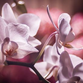 Wit roze orchideën tegen een roze achtergrond von Mike Attinger