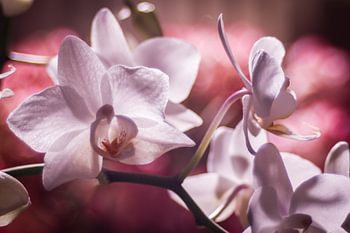Wit roze orchideën tegen een roze achtergrond
