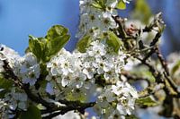 fleurs