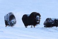 Musk Ox Winter Dovre National Park Norway