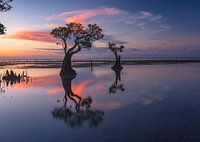 Reflection of Mangrove Trees in Indonesia