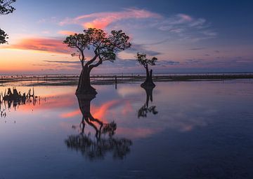 Reflectie van Mangrove bomen in Indonesie van Rudolfo Dalamicio