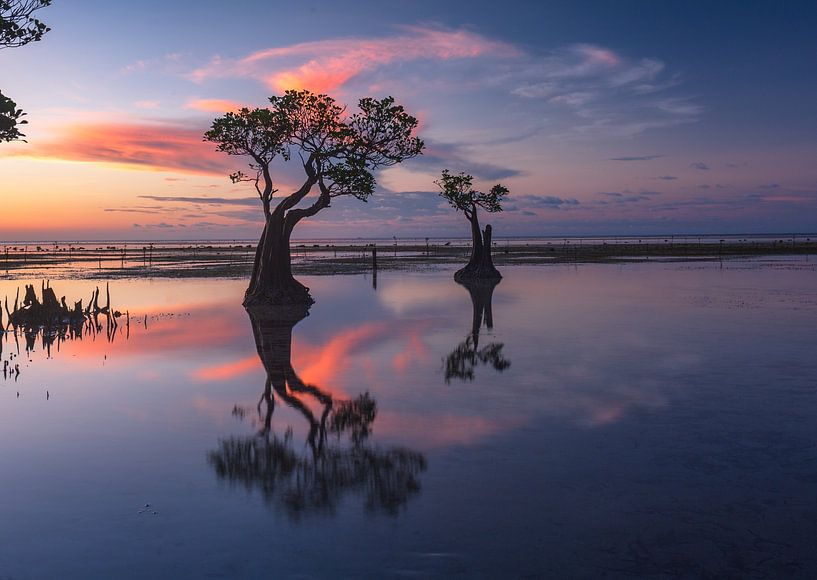 Reflection of Mangrove Trees in Indonesia by Rudolfo Dalamicio