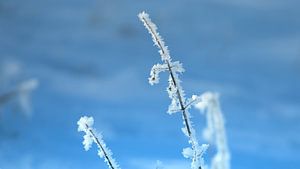 Cristaux de glace