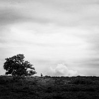 Blaricummerheide
