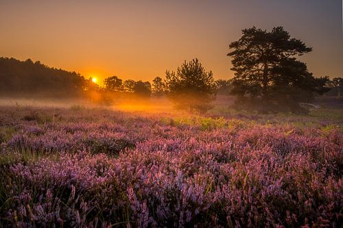 Brunssummerheide Sunrise