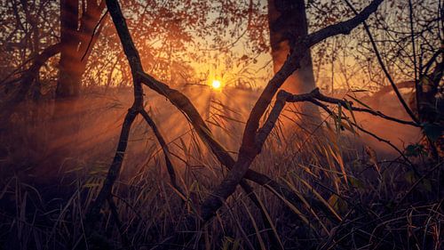 Mistig doorkijkje in het bos (Abel Tasmanpad) van Lutjegast