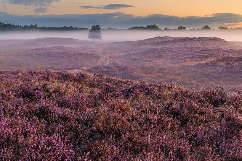 Gasterse Duinen in bloom by Henk Meijer Photography