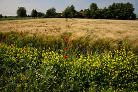 Wildblumen am Rande eines Getreidefeldes in Groningen von Bo Scheeringa Photography