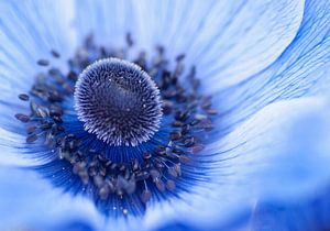 Das schöne blaue Herz einer Anemone