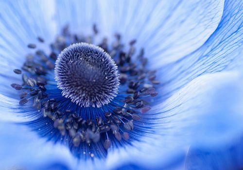 Das schöne blaue Herz einer Anemone
