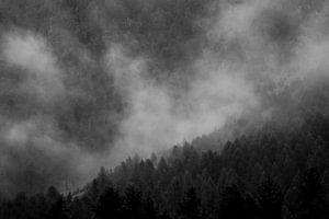 Cloudy pine trees by Maarten Mensink