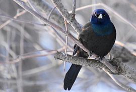 Ein Bronzetrackle im Garten von Claude Laprise