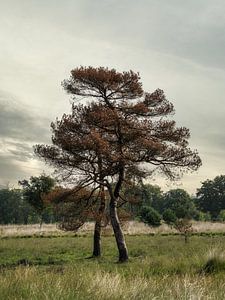Eén paar in de natuur