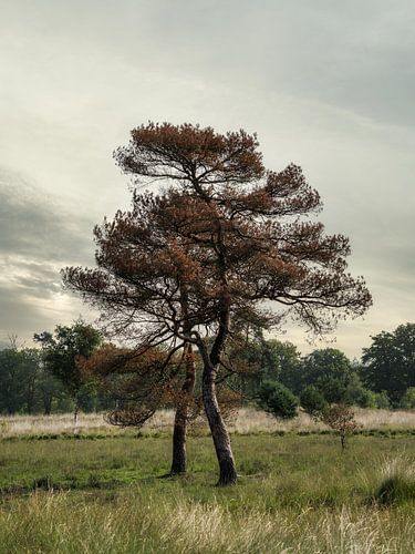 Ein Paar in der Natur von Mart Houtman