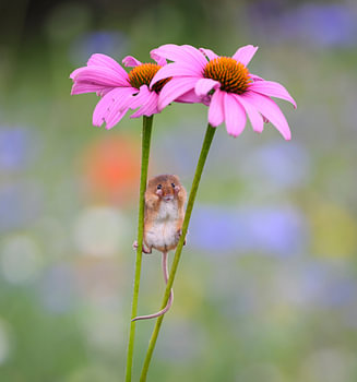A little mouse poses amongst the flowers