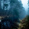 Witte zwaan in donkere sloot tijdens mistige ochtend. van Henk Van Nunen Fotografie
