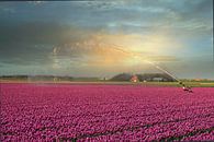 Holländisches Tulpenfeld von WeVaFotografie Miniaturansicht