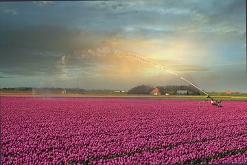 Nederlands tulpenveld van WeVaFotografie