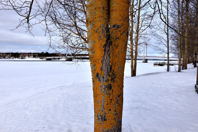 A frozen tree by Christer Andersson