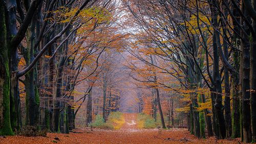 Beukenlaan in het herfstbos | Utrechtse Heuvelrug, Nederland