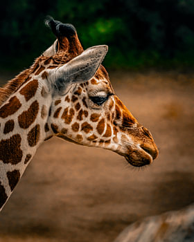 Giraffe auf der Steppe